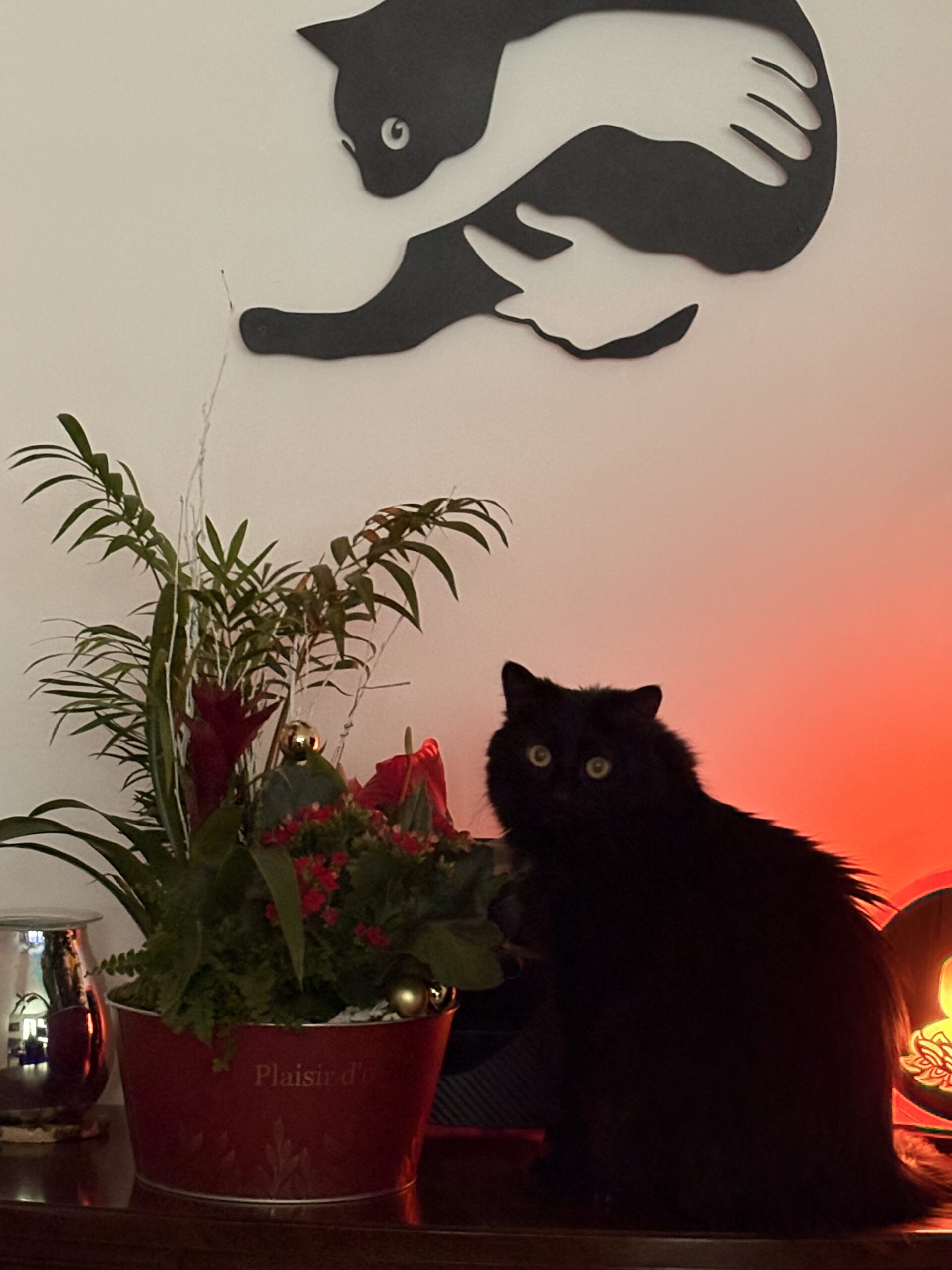 Fluffy, chat du cabinet Féliz' Hypnose et EMDR à Villeurbanne près de Lyon