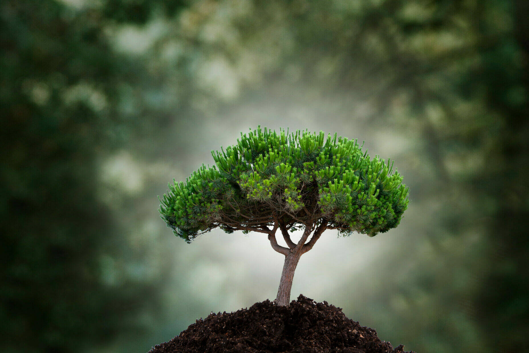 Petit arbre solidement enraciné, symbolisant la capacité du cerveau à créer de nouveaux apprentissages grâce à la neuroplasticité.