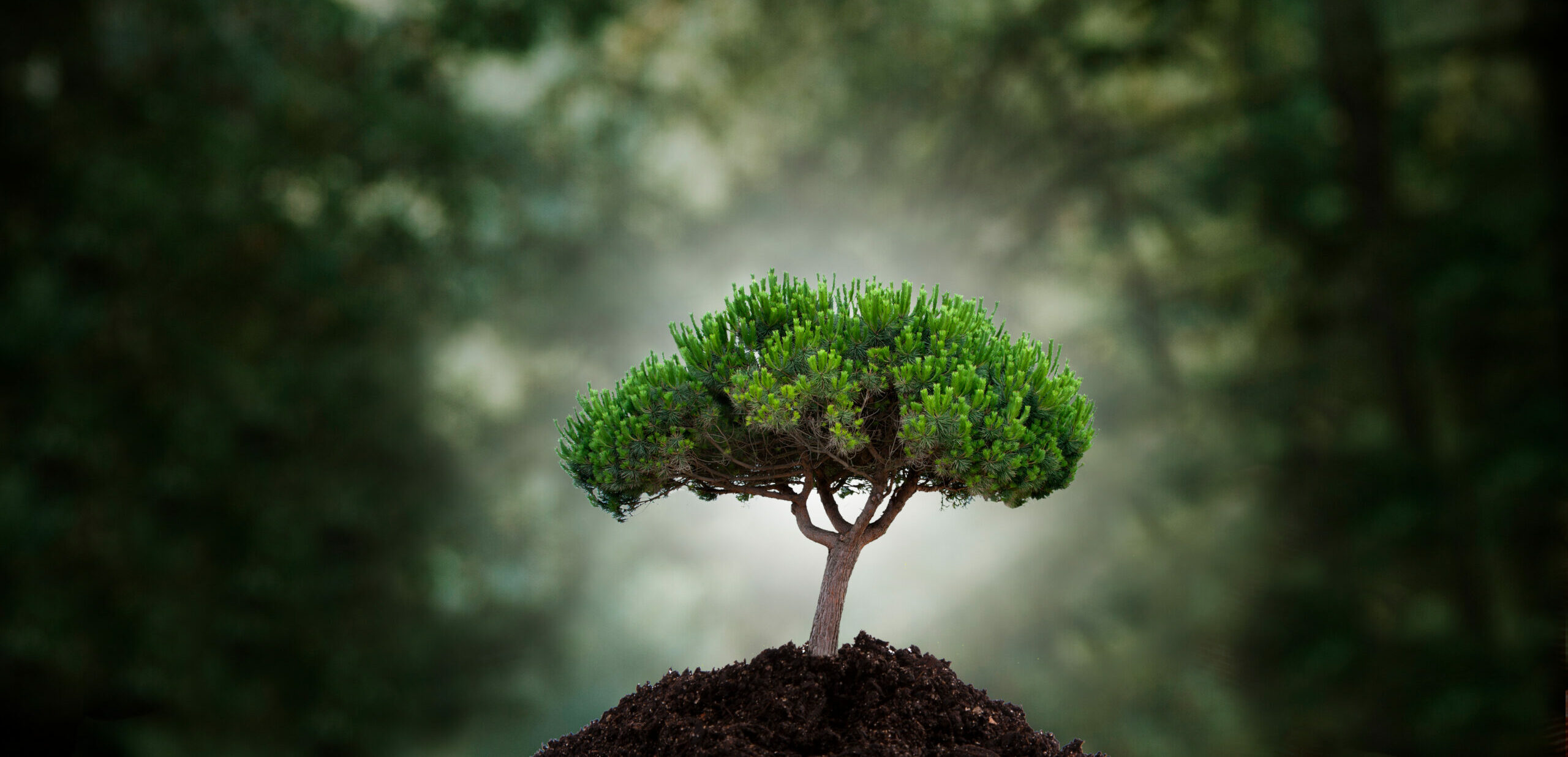 Petit arbre solidement enraciné, symbolisant la capacité du cerveau à créer de nouveaux apprentissages grâce à la neuroplasticité.