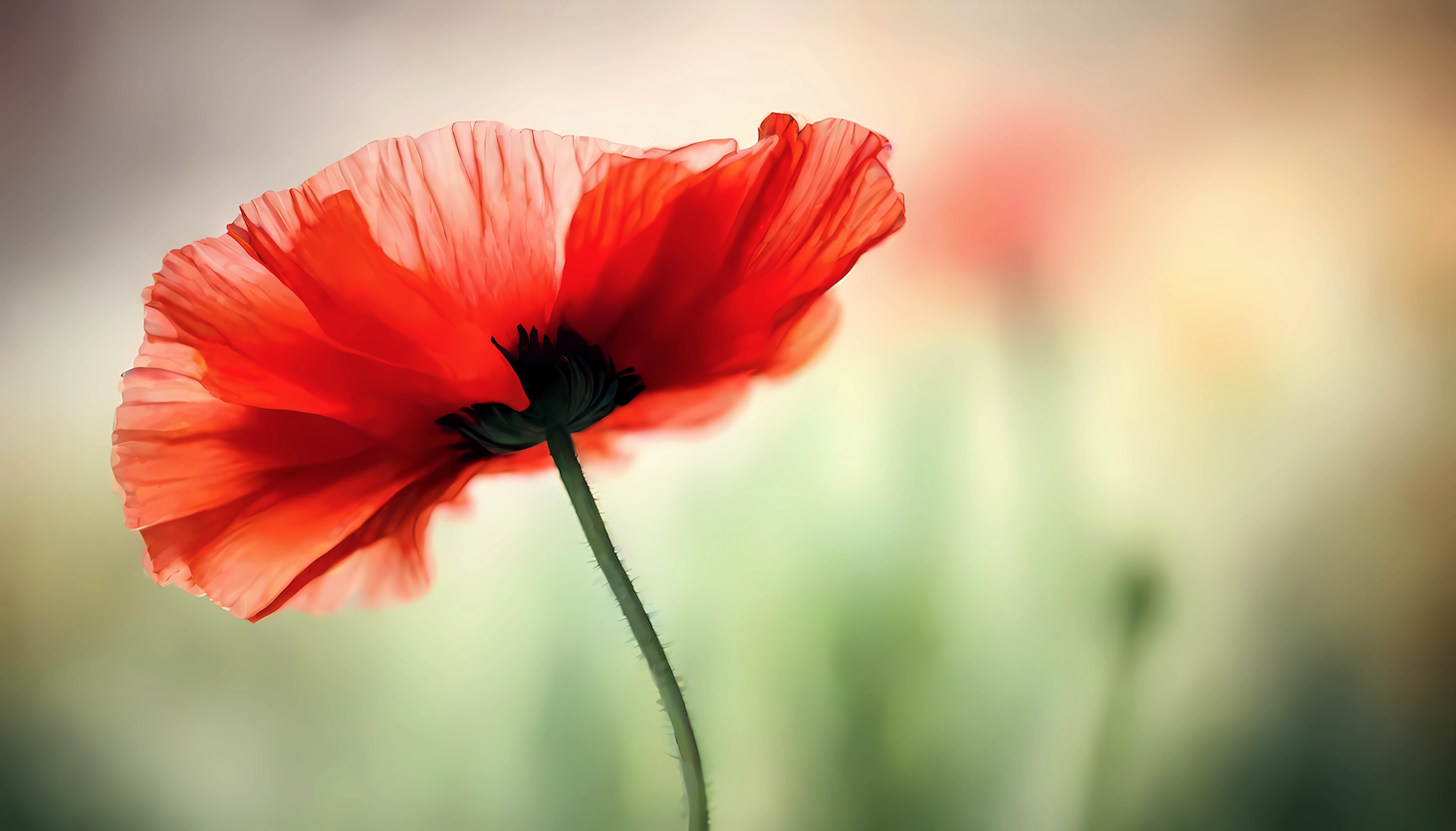 Coquelicot rouge symbolisant les ressources en hypnose et EMDR &agrave; Villeurbanne pr&egrave;s de Lyon.